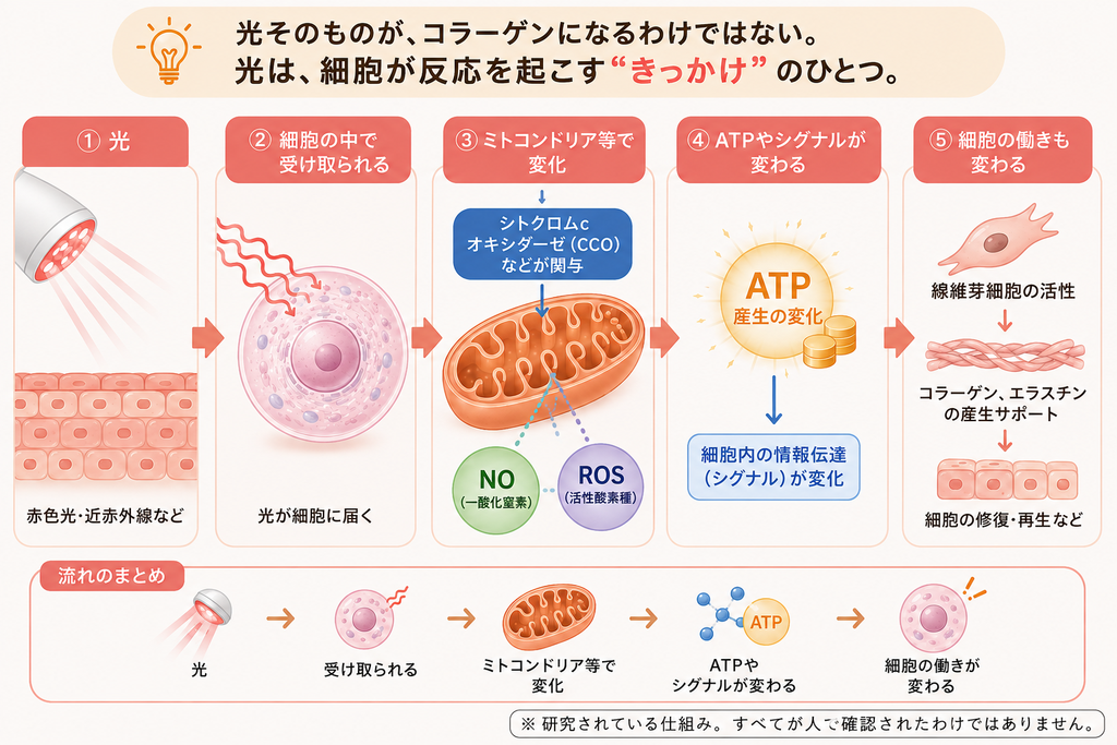 赤色光や近赤外線がミトコンドリアなどに作用し、ATP産生や細胞内シグナルの変化につながるPBMの仕組みを示した図。